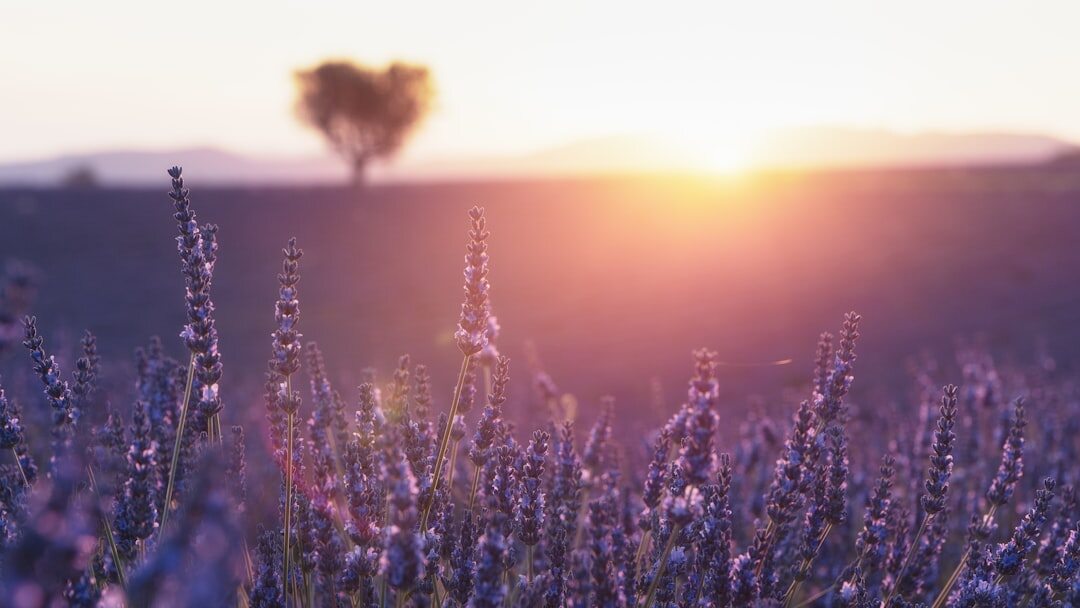 lavender field