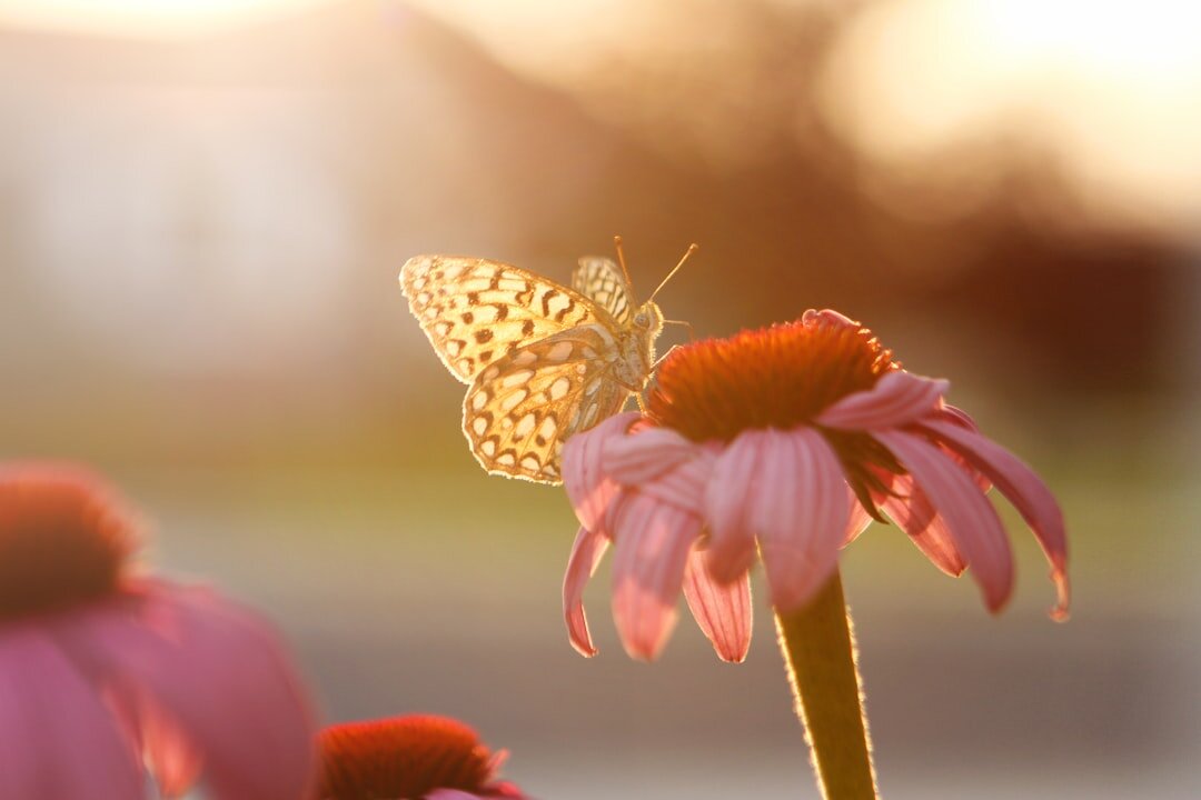 butterflies on flowers