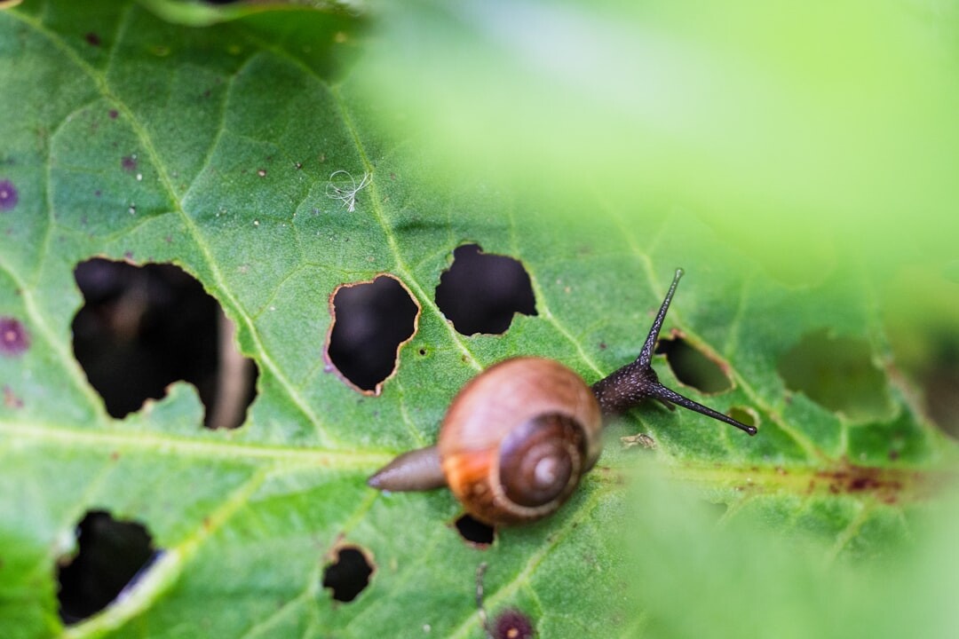 garden slugs on leaves