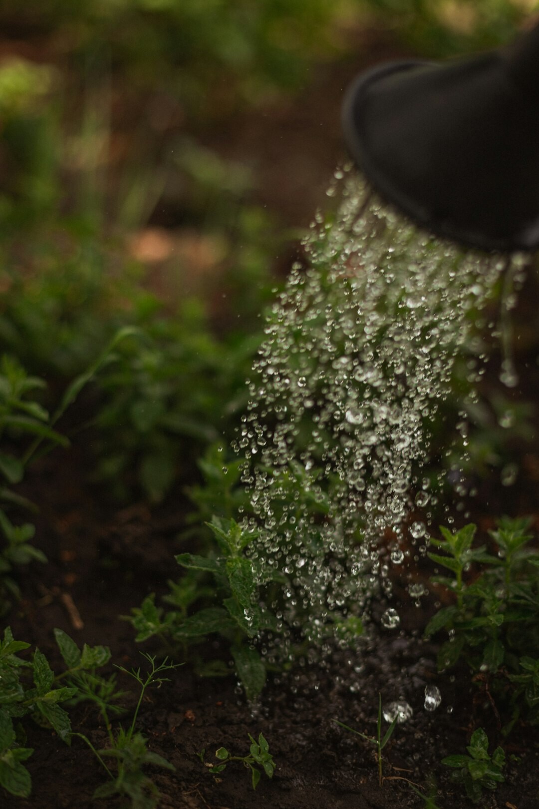 watering plants mistake