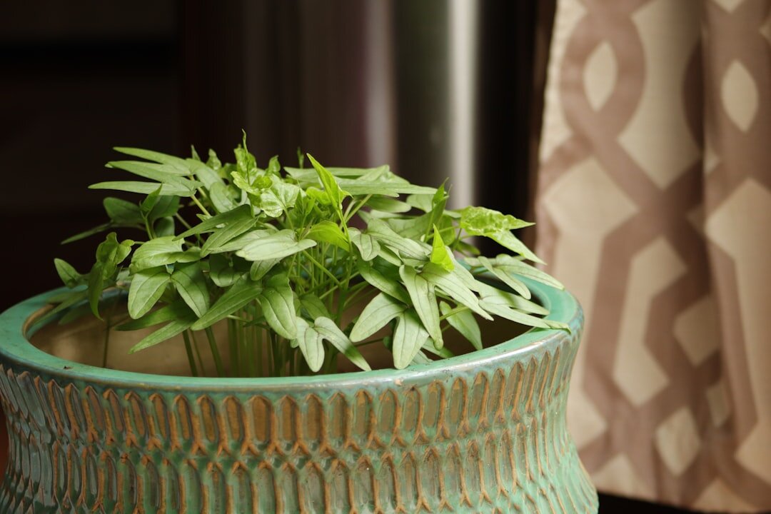 basil growing in pot