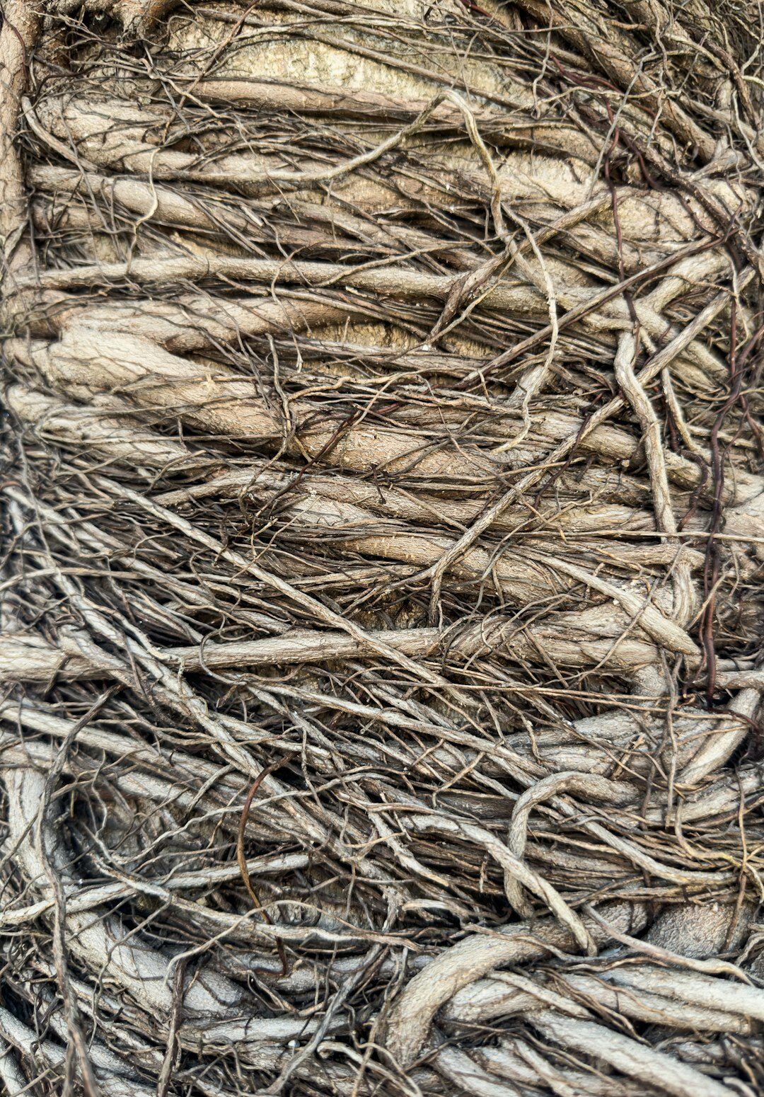 close up plant roots