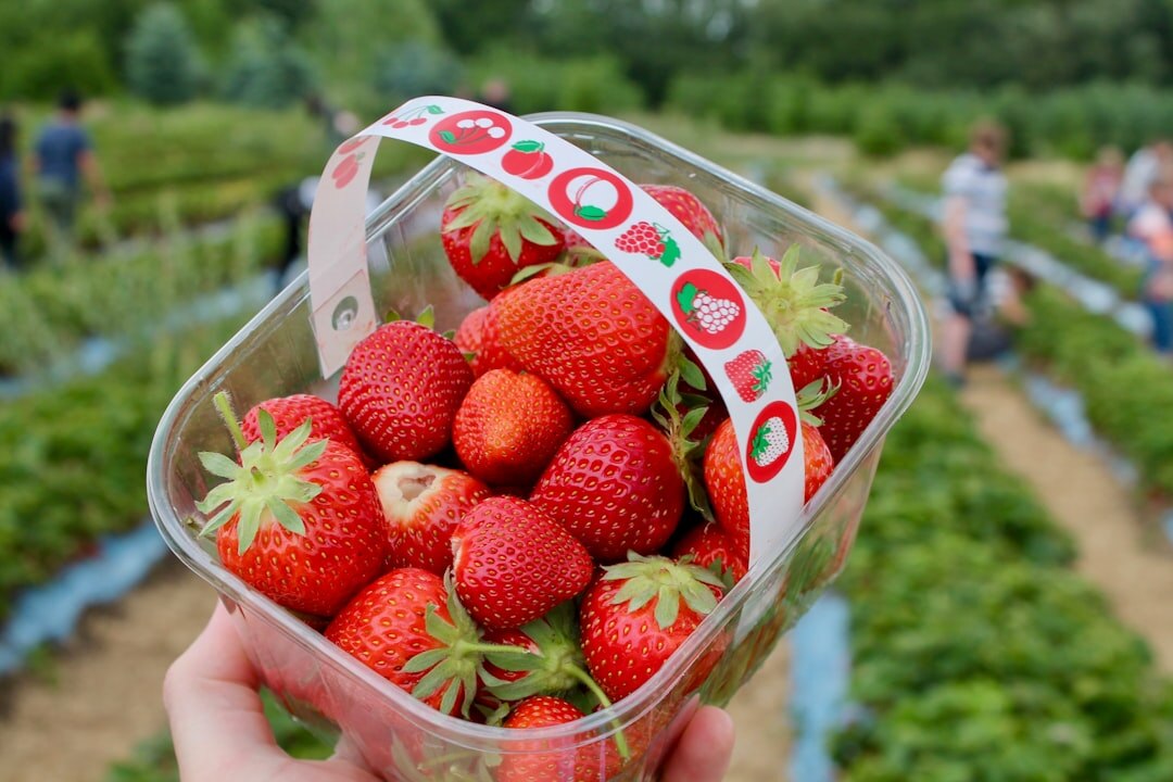 strawberry harvest basket