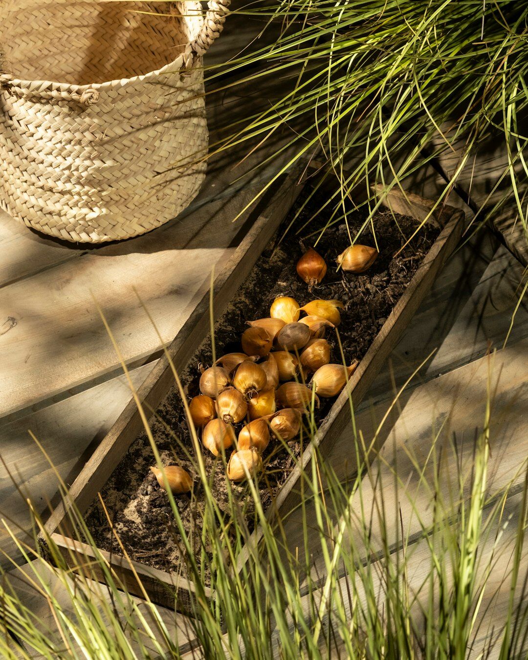 planting flower bulbs in soil