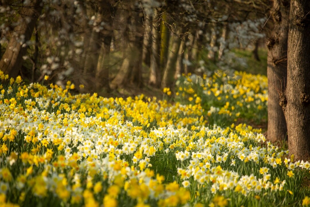daffodil flowers spring