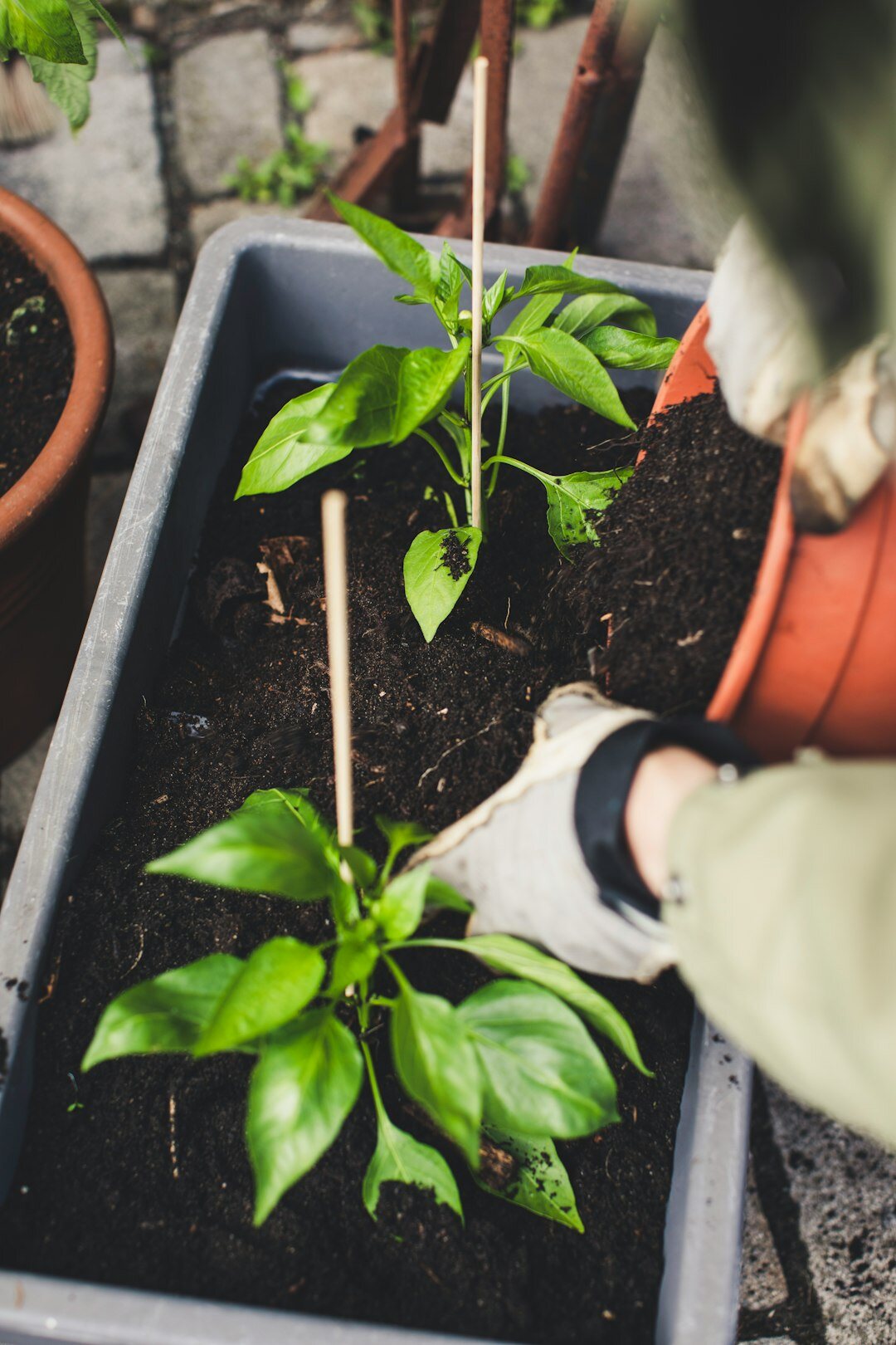 gardener preparing soil