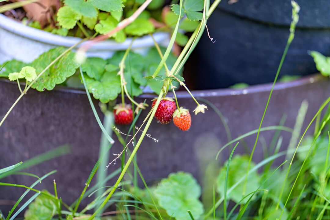 strawberry plants in garden
