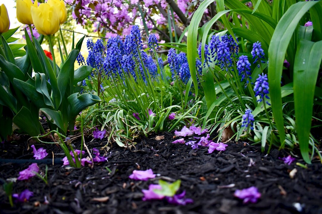 tulip bulbs in ground